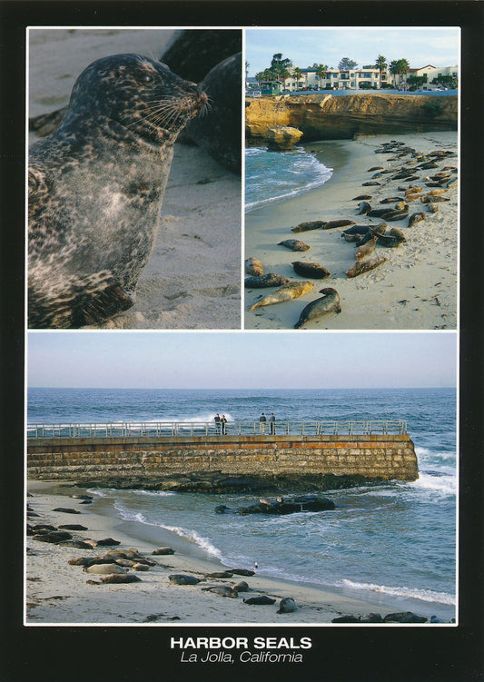 Harbor Seals Postcard